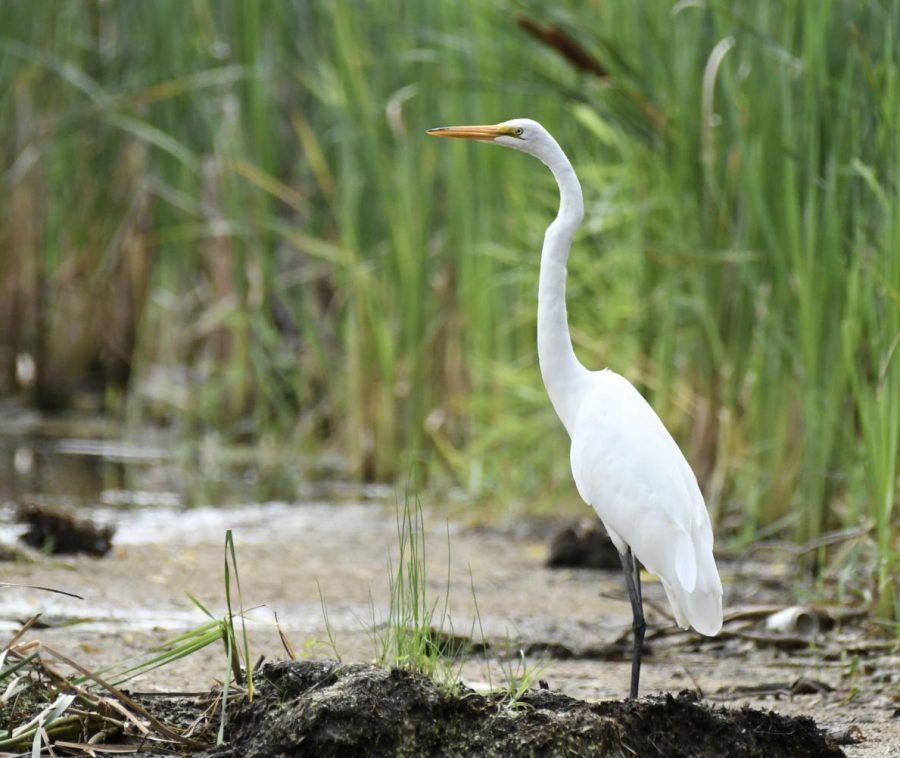 A great white egret standing in mud at Wood Lake in Minnesota.