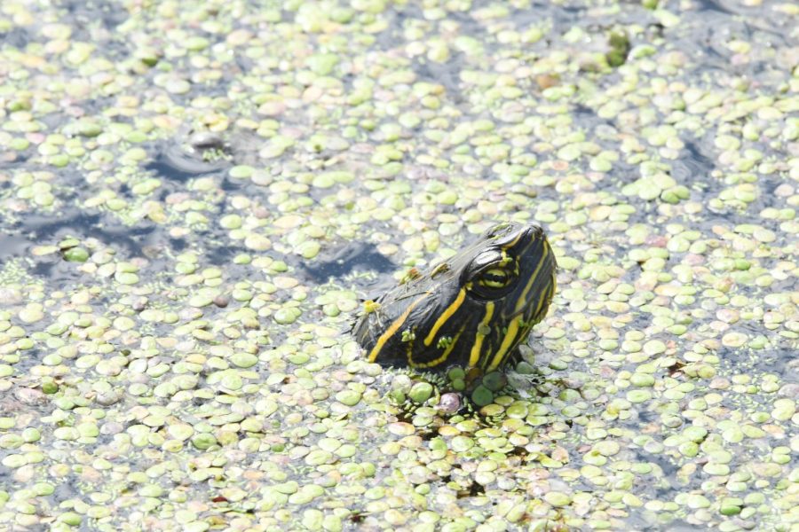 A red ear slider swimming through aquatic overgrowth at Wood Lake in Minnesota.