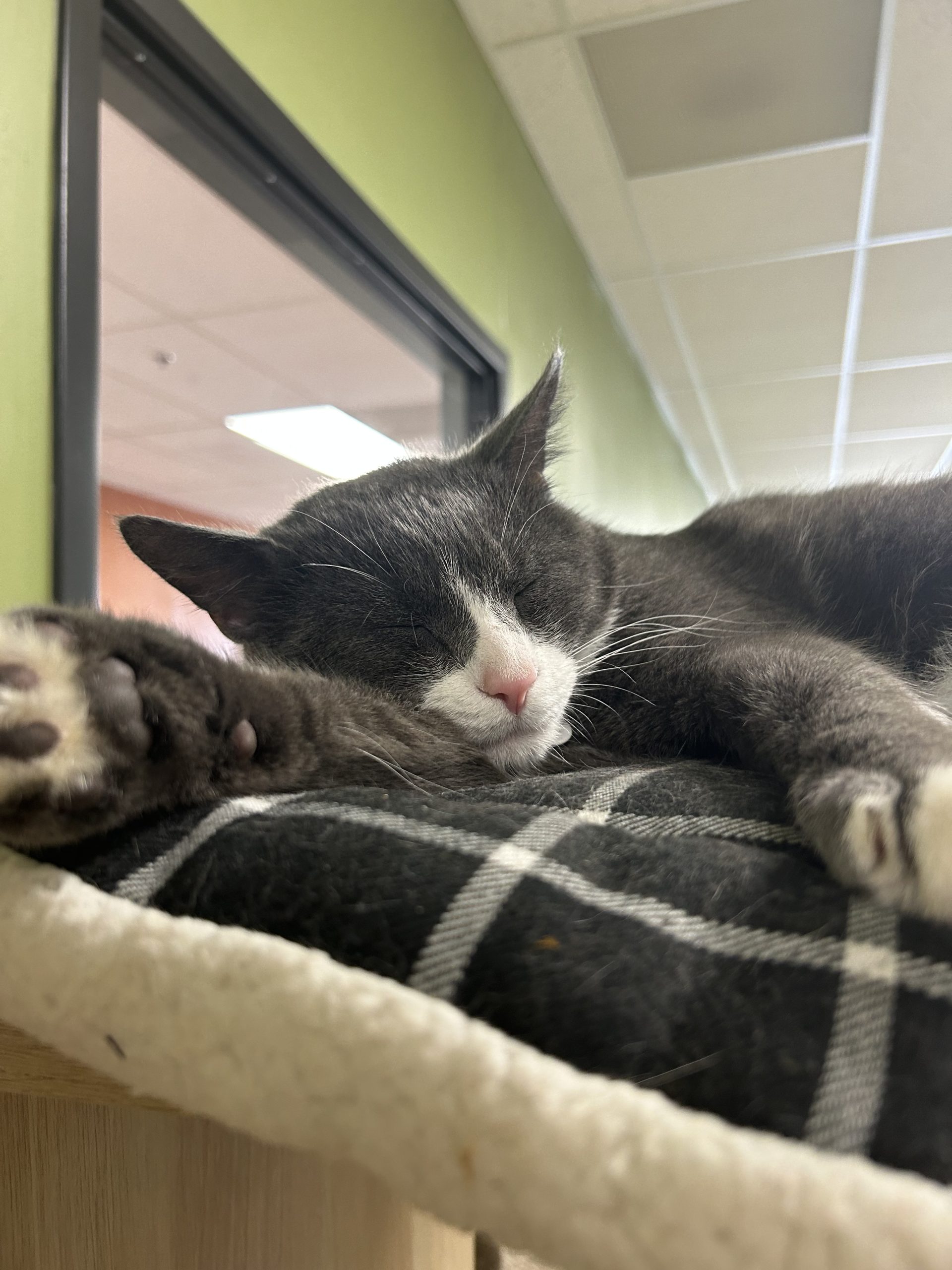 Bloomington cat café opens for business, pet fostering