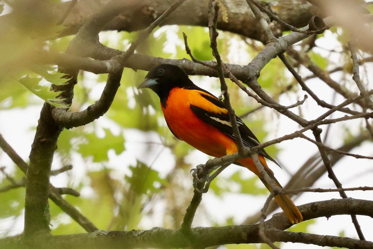 Summer research looks to mitigate bird strikes on campus